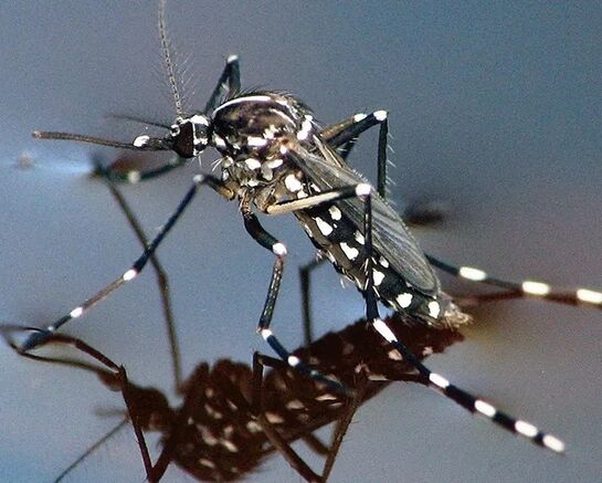 Moustique tigre : agissons dès maintenant pour passer un été plus tranquille