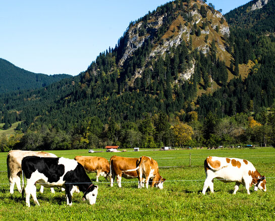 Maladie bovine en Haute-Savoie : mesures de protection à La Balme de Sillingy