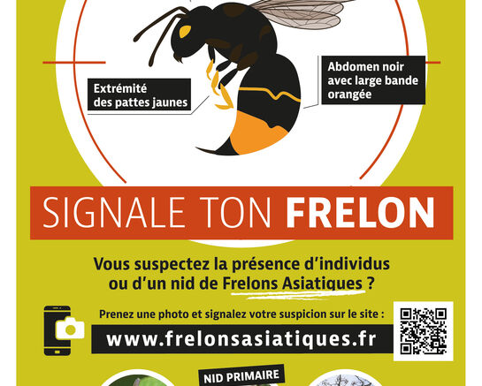 Frelon asiatique : piégeage de printemps 