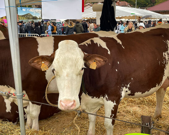 Foire de La Bathie : une belle édition malgré la pluie !