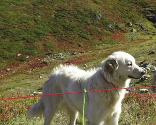 Dispositif "Mon expérience avec les Chiens de Protection" et "MapPatou"