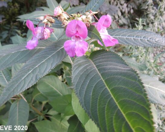 Une campagne de gestion des espèces exotiques envahissantes en cours sur la commune