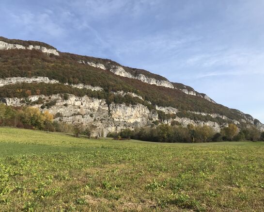 Balade en forêt : venez redécouvrir la Mandallaz !