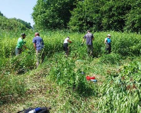 Chantier participatif d'arrachage de solidage