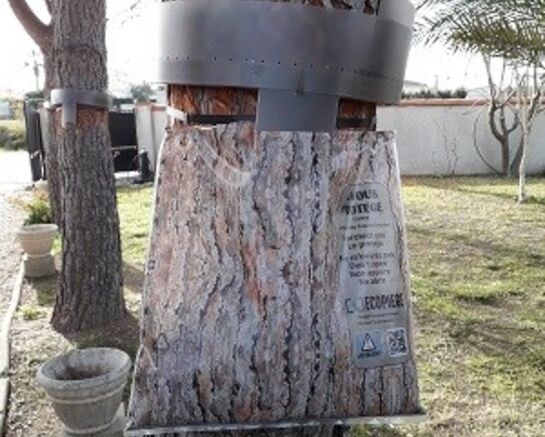  Les chenilles processionnaires du pin sont de retour !