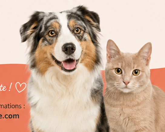 Pattounette :  une plateforme gratuite pour faciliter les retrouvailles avec les animaux perdus ou trouvés